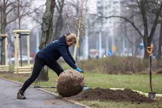 Sadzenie drzew w Gdańsku