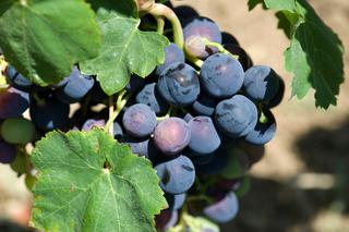 Winogrona z ogrodu. Deserowe odmiany winorośli do uprawy amatorskiej