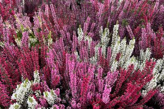  Leśniczy zdradza, kiedy sadzić wrzosy. O tym nie zapominaj, a będą długo kwitły w ogrodzie i na balkonie