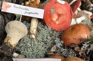 Grzybowe święto w Lublinie. Plac Litewski zamienił się w las pełen grzybów.