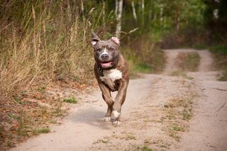 Dramat pod Krakowem. Malutkie dziecko pogryzione przez psa. Amstaff uciekł przez uchyloną furtkę