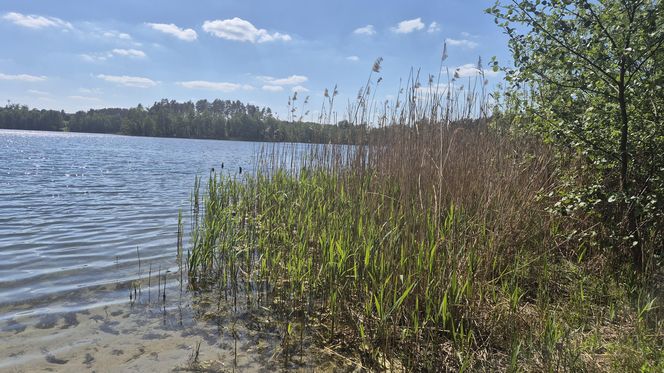 To jezioro w Olsztynie ma niezwykle czystą wodę. Jest kilka dzikich plaż, które świecą pustkami