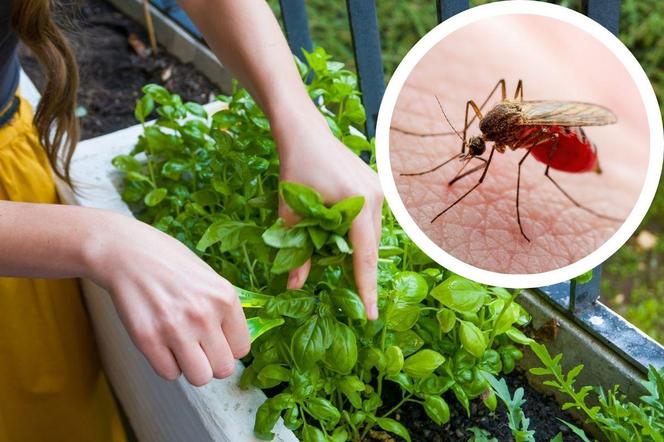 Jakie rośliny sadzić, żeby nie było komarów? 10 gatunków, które pomogą je odstraszyć