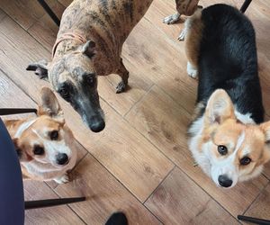 Pierwsza w Polsce kawiarnia z psami Corgi
