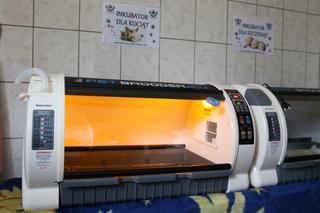 USG I INKUBATOR DLA PSIAKÓW.