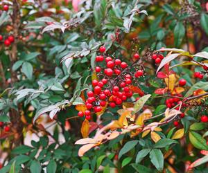 Nandina domowa