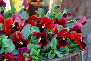 Czerwone kwiaty do ogrodu: bratki