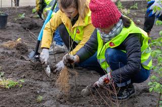 Pierwszy las Miyawakiego w Warszawie