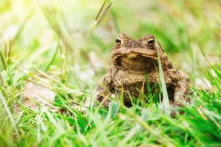 Szczeciński żabi patrol znowu w akcji. Warto uważać na płazy na terenie miasta