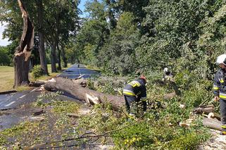 Straszna wichura przeszła przez Dolny Śląsk. Wciąż wieje!