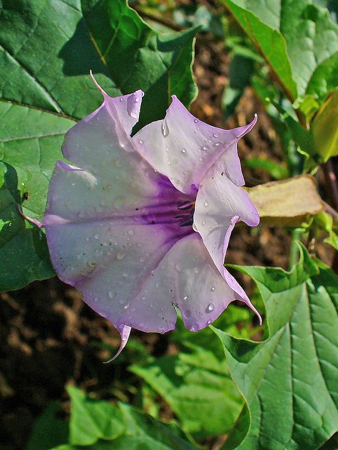 Datura (bieluń dziędzierzawa) ma piękne kwiaty