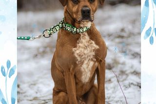 Herbatka na Czterech Łapkach