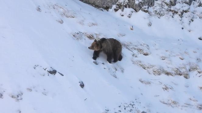 Niedźwiedzie budzą się ze snu! Zobaczcie tego słodziaka z Tatr! [WIDEO]