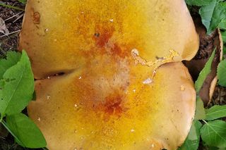 Grzyb wielki jak warszawska Patelnia! Ponury imieniem, wspaniały wyglądem