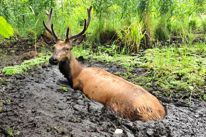 Leśnicy uratowali jelenia z bagna