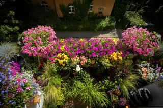 Konkurs Warszawa w kwiatach