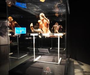 Wystawa z ludzkiego ciała. Body Worlds powróciła do Gdańska po 5 latach 