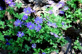 Zawilec grecki - Anemone blanda