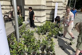 Młodzieżowa Rada Miasta rozdała sadzonki drzew