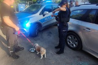 Policja uratowała psa z auta rozgrzanego jak piekarnik! Reakcja właściciela zszokowała wszystkich