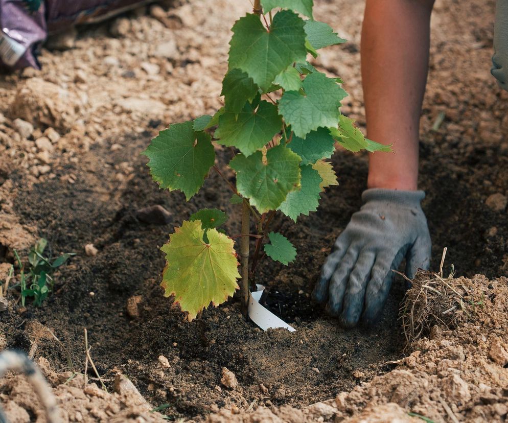 Kiedy zamontować podpory do posadzonej jesienią winorośli?