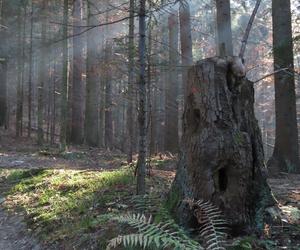 Ukryte leśne jeziorko powstało prawie 1000 lat temu. To miejsce wyjątkowe w Beskidach