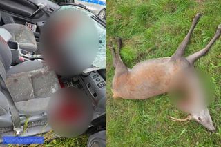 Groźny wypadek w Lubomierzu. Jeleń wpadł do samochodu, ranił podróżujących