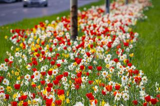 Rzeka kwiatów na ul. Gontyny