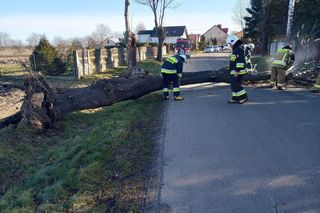 Ostrzeżenie przed wiatrem. W tym regionie będzie najgorzej 