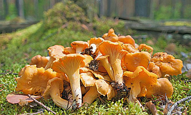 Popularne grzyby jadalne blaszkowate