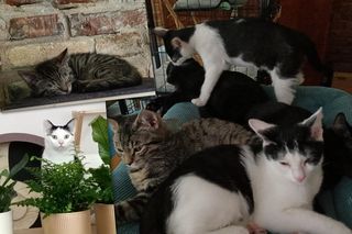 Tramwajowe kocięta szukają domu. Fabryka Mruczenia, Duńczyk i Houdini vel Mały Cwaniak polecają się do adopcji