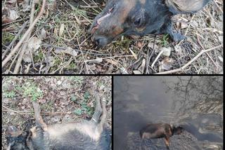 Makabryczne znalezisko w Zabrzu: Martwy pies w rzece, miał obrażenia wewnętrzne [ZDJĘCIA]