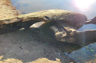 Stara łódź znaleziona na terenie Twierdzy Modlin 