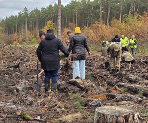 Mieszkańcy dla natury! Tak sadzili las pod Bydgoszczą