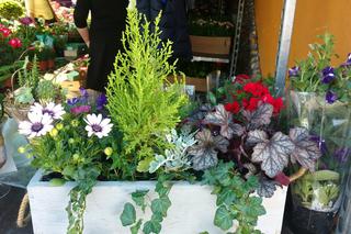 Chorzów: Kwiaty, zioła i dodatki do ogrodu. W Parku Śląskim trwa Święto Kwiatów [ZDJĘCIA]