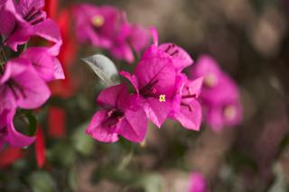 Róża, bugenwilla, pelargonia z balkonu: jak przechować te rośliny do wiosny