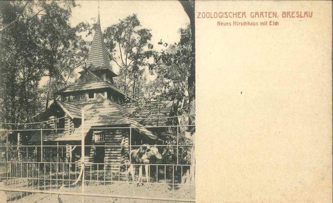 Niezwykłe pocztówki z wrocławskiego zoo. Pamiętają czasy Breslau! [ZDJĘCIA] 