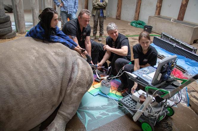 Samica nosorożca z ZOO w Chorzowie wzięła udział w programie in vitro