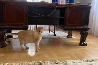 Koci celebryta z Przemyśla. Poznajcie kota Cząbra!