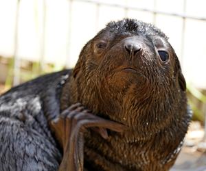 W ZOO Wrocław na świat przyszedł prawdziwy MODEL! Zobaczcie, jak pozuje młodziutki kotik