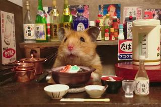 Śmieszny chomik to hit internetu!