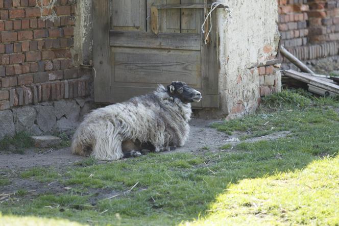 Konie i kozy terroryzują wioskę