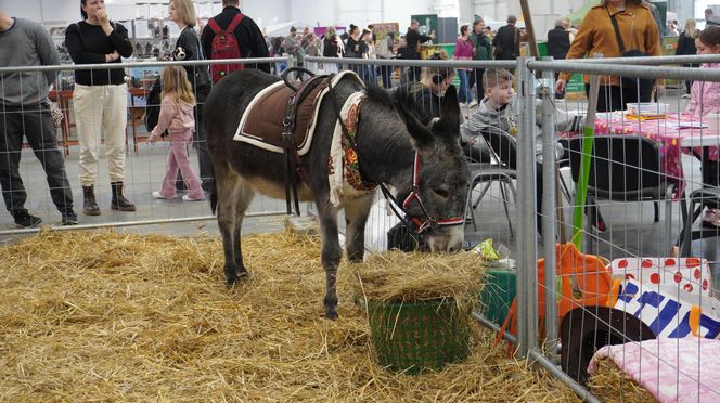 ZOOPARK w Lublinie. „Postawiliśmy na polski las. Chcemy promować nasze zwierzątka”