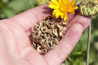 Jak przechowywać nasiona kwiatów i warzyw. Warunki przechowywania nasion