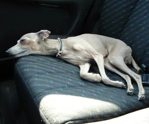 Na jak długo można zostawić psa w samochodzie? Prawo mówi wyraźnie!