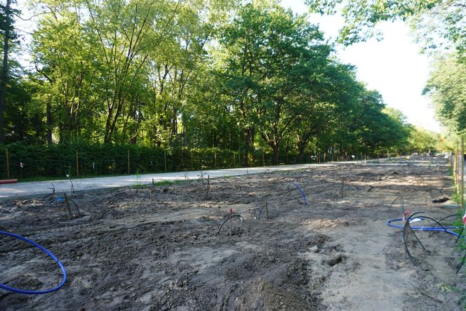 Rewitalizacja Parku Planty w Białymstoku latem 2025