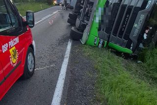 170 świń na drodze. To efekt wypadku drogowego pod Bytowem [ZDJĘCIA]