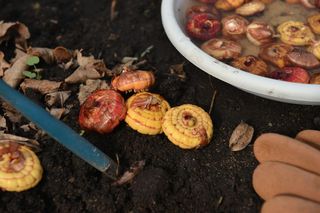 Sadzenie bulw mieczyków