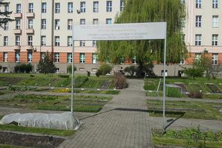 W Bydgoszczy jest jeden taki ogród, gdzie rośnie aż 200 gatunków roślin leczniczych i kosmetycznych. Można go zwiedzać!