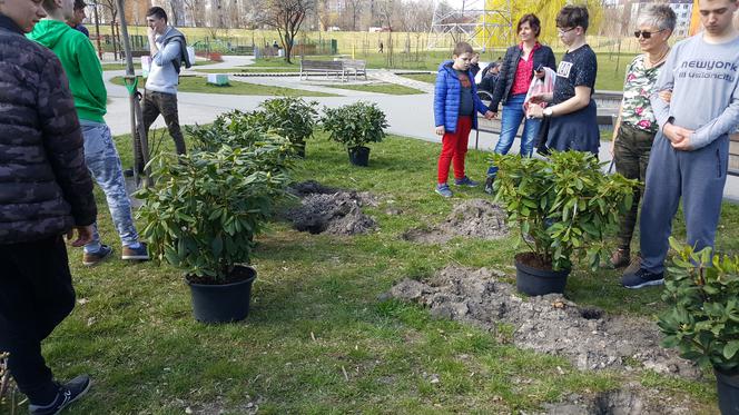 Nowe drzewa i krzewy w Parku Polisensorycznym